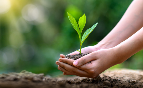 Eco Friendly plant in hands